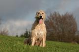 IRISH WOLFHOUND 359